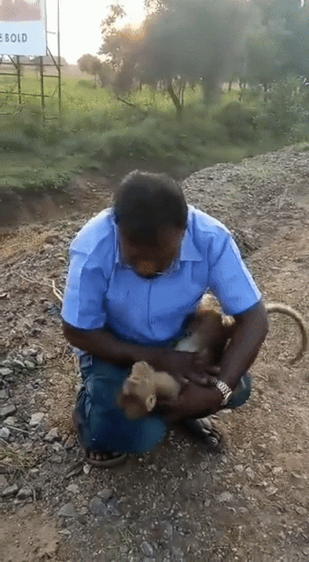 그러기를 얼마 후, 원숭이가 가냘픈 숨을 토해냈다. 의식을 되찾은 원숭이는 구급차 기사 품에 안겨 가만히 그의 눈을 바라봤다. 구급차 기사는 뛸 듯이 기뻐했다. 품에 안긴 원숭이를 기특하게 바라보며 함박웃음을 지었다.