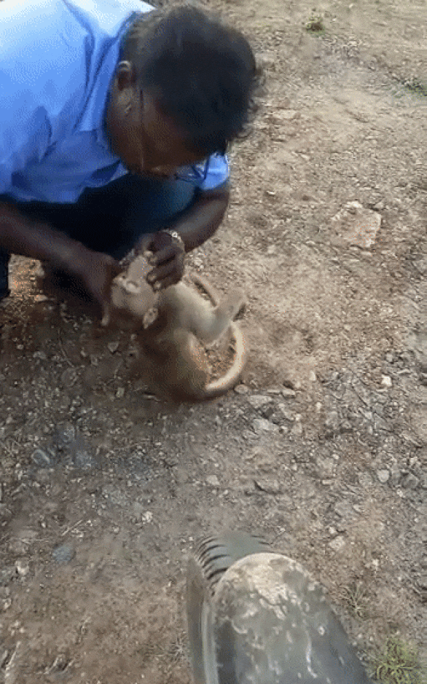 구급차 기사는 주저 없이 심폐소생술을 시행했다. 의식이 돌아오기를 바라며 쓰러진 원숭이의 가슴을 강하게 압박했다. 축 늘어진 원숭이 몸을 들고 입에 바람을 불어넣었다.