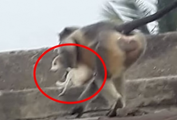 복수에 나선 원숭이에게 ‘납치’되는 인도 마을의 강아지