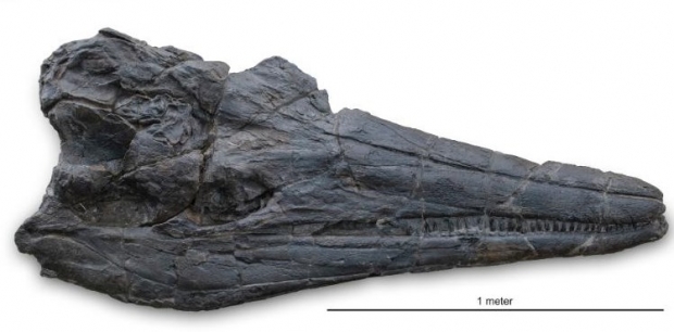 ‘심보스폰딜루수 영고룸’(Cymbospondylus youngorum)의 두개골 화석