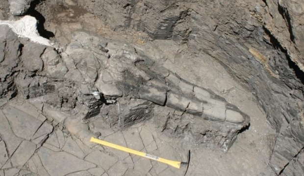 지층에서 화석으로 발견된 ‘심보스폰딜루수 영고룸’(Cymbospondylus youngorum)