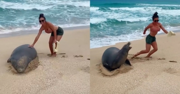 몽크바다표범을 만지는 영상을 촬영해 공개했다가 큰 비판을 받은 루이지애나 출신 여성