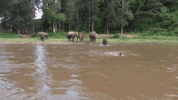 어릴 적부터 유독 톰슨을 좋아했던 캄 라는 2016년 동영상 하나로 전 세계인의 관심을 끌어모은 코끼리다. 수영하는 톰슨이 물에 빠진 줄 알고 강에 뛰어든 캄 라의 동영상은 당시 2000만 조회 수를 기록하는 등 큰 화제였다.
