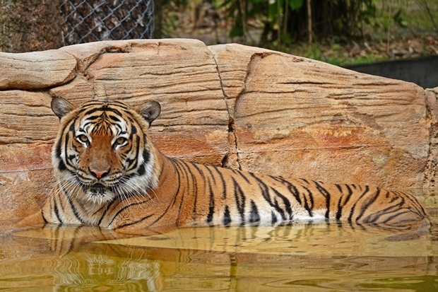 총에 맞은 호랑이는 현장에서 숨을 거뒀다. 동물원 측은 “발포 직후 드론을 날려 호랑이 생사를 확인했다. 혹시나 하는 마음으로 동태를 살폈으나 미동도 없었다”라고 안타까워했다./사진=로이터 연합뉴스