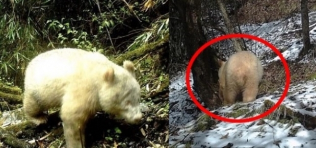중국 쓰촨성에서 목격된 세계 유일의 알비노 판다