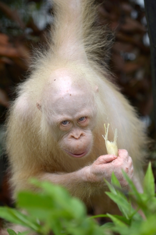 세계 유일의 알비노 오랑우탄 ‘알바’(사진=AP·연합뉴스)