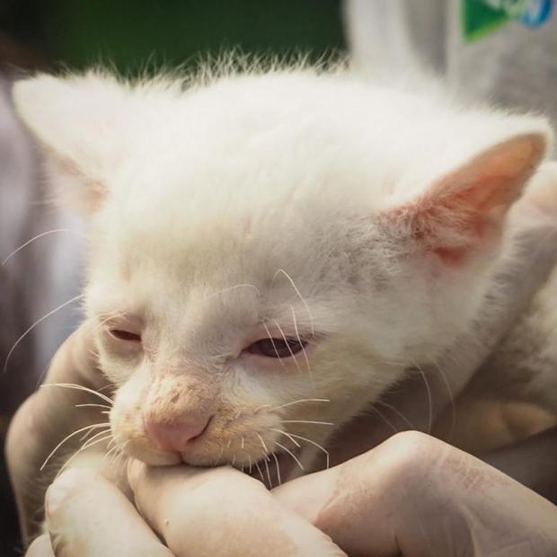 화이트 재규어런디의 모습.(사진=CORANTIOQUIA/페이스북)