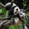日 동물원서 ‘쌍둥이 판다’ 첫 공개…연간 경제효과 3200억원