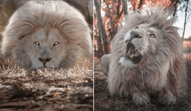 세계에서 가장 잘 생긴 사자라는 칭호를 얻은 백사자 모야는 바닥에 얌전히 업드려 있는 동안에도 풍성한 갈기 덕에 위엄을 잃지 않는다.(사진=글렌 개리프 사자 보호구역/인스타그램)