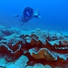 [지구를 보다] ‘바닷속 밀림’ 청정 원시 산호초 발견…장미 형상 진귀