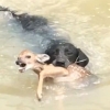 구조? 사냥? 강물에 빠진 새끼 사슴 물어온 반려견 (영상)