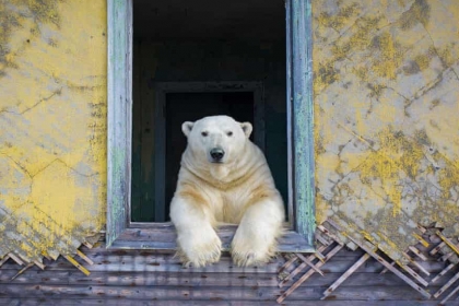 [애니멀 픽!] 인간이 버리고 간 폐건물서 살아가는 북극곰 가족