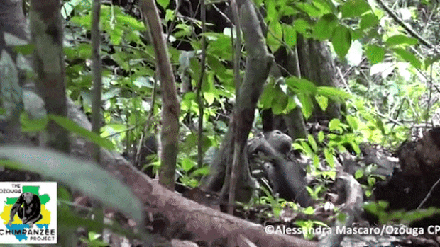 아프리카 가봉 로앙고국립공원에서 ‘오조가(Ozouga) 침팬지 프로젝트’를 진행한 해외 연구진은 2019년 11월 13일 어미 침팬지 ‘수지’가 아들 ‘시아’ 발바닥에 난 상처를 치료하는 듯한 장면을 목격했다. 어미는 허공을 나는 벌레를 잡아 입술로 가져갔다가 아들 발에 난 2㎝ 크기의 상처에 대고 여러 차례 문질렀다.