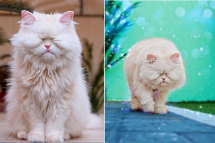 [반려독 반려캣] 더러운 펫숍서 두 눈 잃은 고양이 ‘SNS스타’로 떠오른 사연