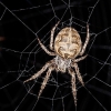 [와우! 과학] 거미줄로 소리를 듣는 거미 발견 (연구)