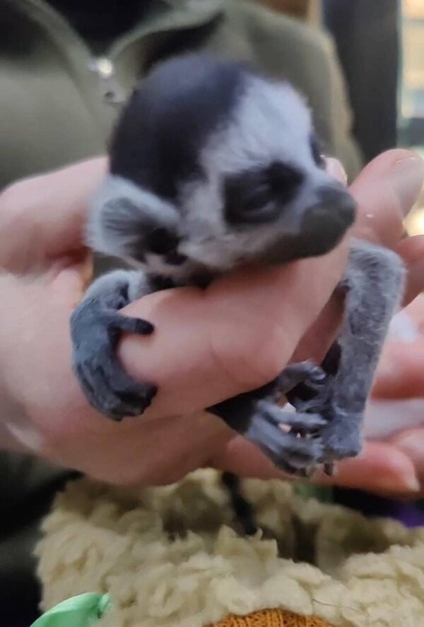 러시아의 폭격이 시작된 뒤 키이우 동물원에서 태어난 새끼 여우원숭이