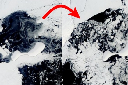 [지구를 보다] 로마만 한 남극 빙붕 와르르… “이례적 속도” 충격