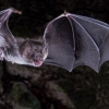 [핵잼 사이언스] 박쥐는 안티 히어로?…피만 먹고 사는 흡혈박쥐의 비밀
