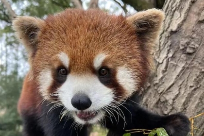 thumbnail - “이러다 단체로 굶어 죽을 판”...상하이 동물원 동물 5000 아사 위기