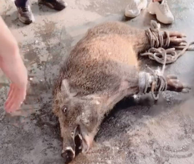 생포 직후 멧돼지 모습,