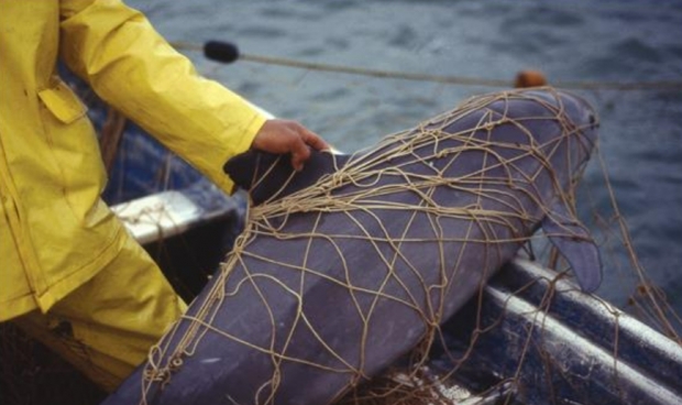 예민한 성격의 바키타돌고래는 그물망에 걸려 물밖으로 나오면 대부분 목숨을 잃는다. 사진=WWF 제공