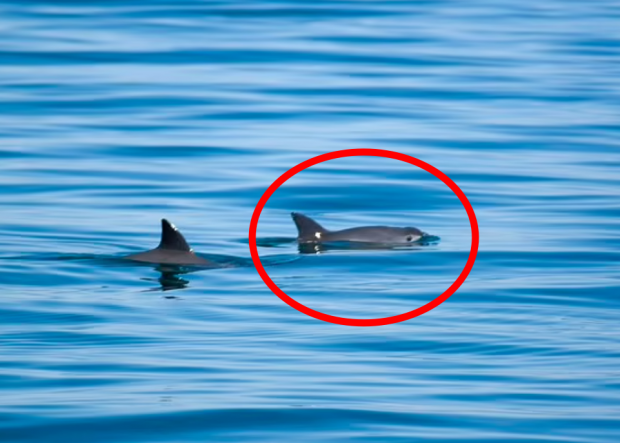 지구상에 단 10마리만 남은 것으로 파악된 멸종위기 바키타돌고래