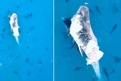 [애니멀 픽!] 15m 고래 죽자 상어 떼는 포식 즐겼다 (영상)