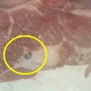 [여기는 남미] “총 맞은 소고기, 먹어도 되나요?” 전문가 당혹시킨 사건