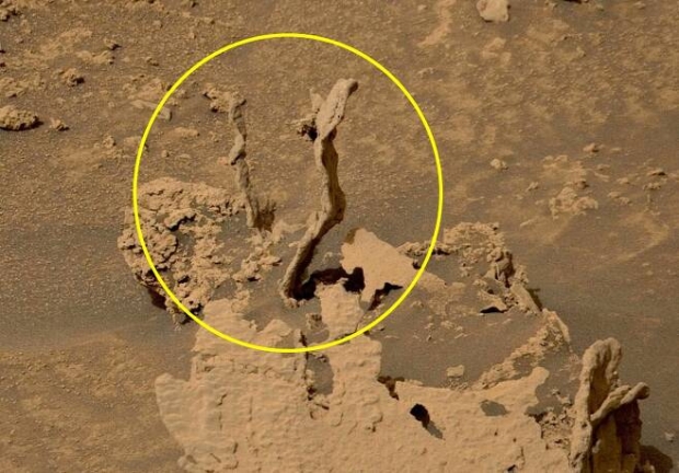 큐리오시티가 포착한 나무 모양의 물체. 사진=NASA/JPL-Caltech/MSSS