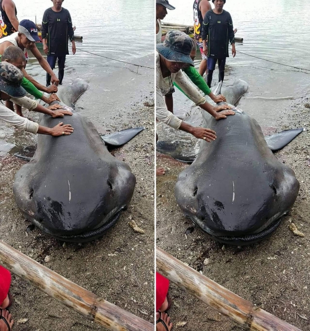 바가카이 마을 주민들은 6월 11일 오전 10시쯤 넓은주둥이상어가 죽은 채 마을 앞바다로 떠밀려온 모습을 발견하고, 당국에 신고했다. / 노니 에놀바 BFAR 페이스북
