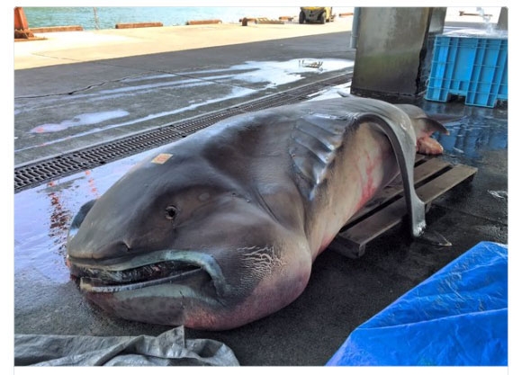 2016년 4월 15일 일본 해안에서 잡힌 넓은주둥이상어의 모습. / 오니가와라 트위터