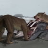 [핵잼 사이언스] 곰과 개를 섞어 놓은 신종? 거대 육식동물 화석 발견