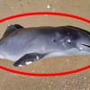 [포착] 러시아가 만든 흑해의 비극…돌고래 최소 3000마리 폐사