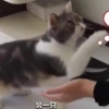 “고양이 촬영해 돈 법니다”...반려동물로 돈버는 중국인 무려 5천만명