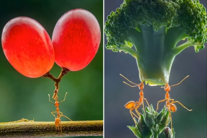 [애니멀 픽!] 과일도 번쩍…자신보다 수십배 무거운 먹이 드는 ‘슈퍼 개미들’