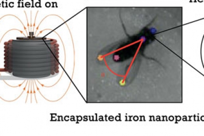 [핵잼사이언스] 자기장으로 날개를 움직이는 원격 조종 초파리 등장