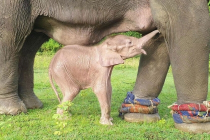 [애니멀 픽!] 미얀마서 희귀 흰코끼리 태어나…누리꾼 반응은 ‘시큰둥’