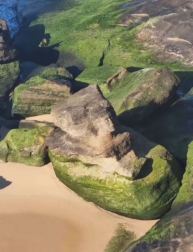 사진 속 시드니 스핑크스는 녹색 이끼로 뒤덮인 모습이다. / 사진=케빈 데코스타 페이스북