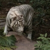 “호랑이는 반려동물이 아닙니다”...멕시코 동물원들 하소연