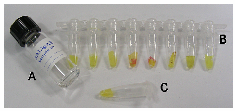 SalIgAE 키트를 이용한 타액 검출
