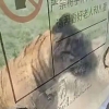 中사파리서 흥분한 호랑이 유리 공격...관람객 긴급 대피
