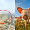 [포착] 중국에 26층 짜리 ‘돼지 호텔’ 등장…남다른 돼지고기 사랑(영상)