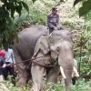 무더위 속 일 시켜…나무 나르던 태국 코끼리, 조련사 살해