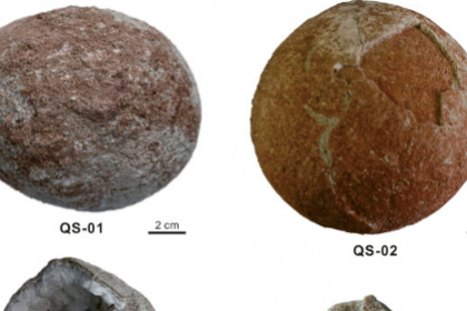 [핵잼 사이언스] 중국서 ‘완벽한 구체’ 보존된 1억년 전 공룡알 발견