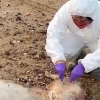 [대만은 지금] 중국서 대만으로 떠내려 온 돼지 사체…대만언론 “생화학 무기”