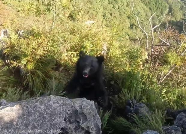 곰은 습격에 실패하고 나서도 공격을 멈추지 않는다. / 사진=Bear attacks climber 유튜브