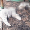 [여기는 남미] 조류 이어 알파카까지 떼죽음…페루는 동물 수난시대