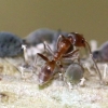 배고픈 개미는 위험을 감수하지 않는다 [핵잼 사이언스]