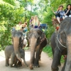 중국 관광객 늘자 ‘태국 코끼리’도 늘었다…동물학대 우려