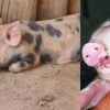 코 2개·입 2개 달고 태어난 기형 돼지…건강하게 성장 중